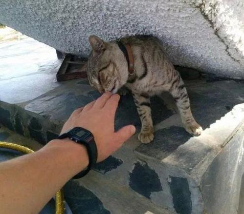 娱乐吃瓜酱流浪猫小菊,娱乐吃瓜酱的温馨故事  第2张